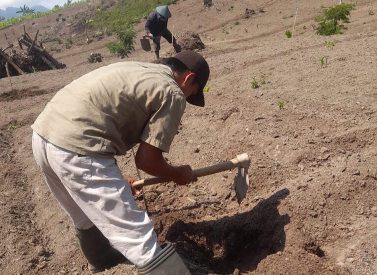 Guna Mengembalikan Fungsi Hutan, BKPH Pronojiwo KPH Probolinggo Lakukan Reboisasi