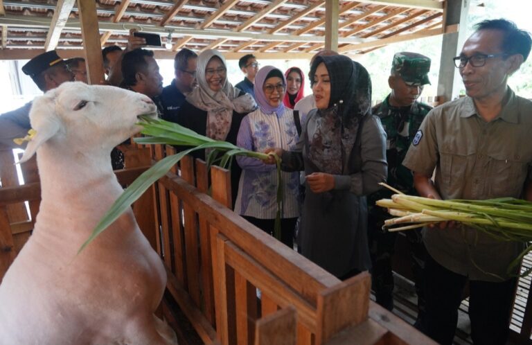Program Desa Bangun Sejahtera Indonesia Klaster Domba Kambing Ada di Mojokerto