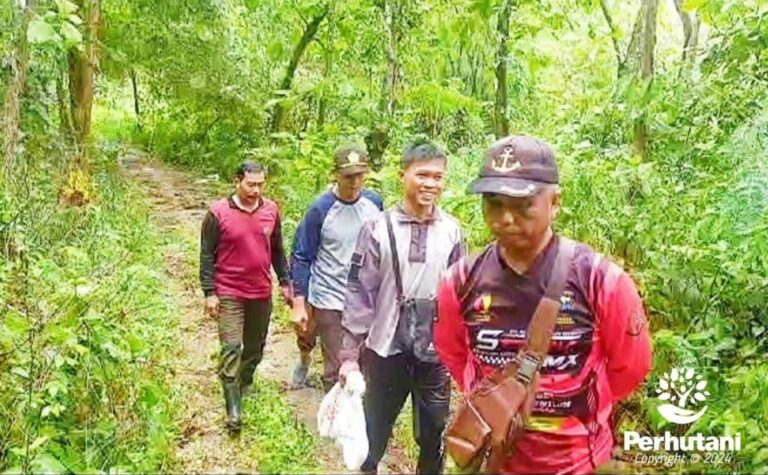 Lestarikan Satwa, Perhutani bersama BBKSDA Lepasliarkan Ular Piton di Hutan Sumenep