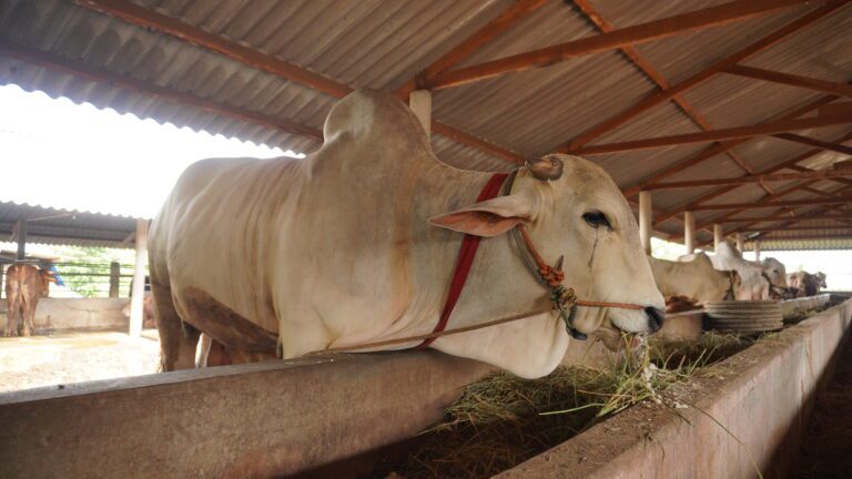 Jaga Kesehatan dan Penyebaran Penyakit, Pemprov Jatim Pantau Vaksinasi Hewan Ternak