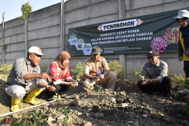 Harga Cabai Meroket di Petani, Pemkot Surabaya Gerakkan  Warga  Tanam Cabai