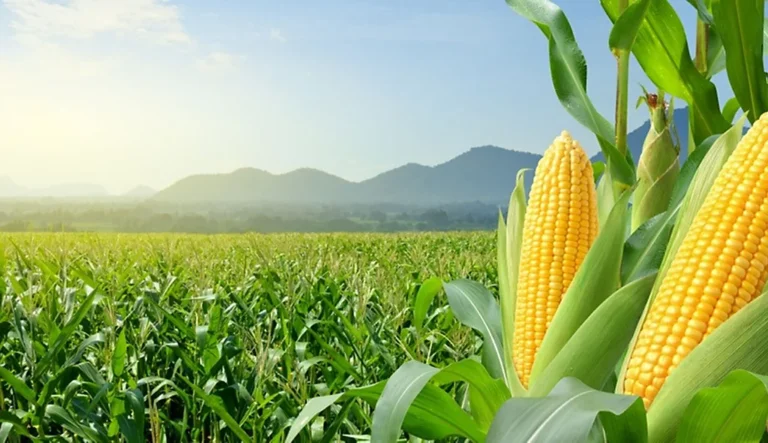 Menilik Potensi Agro Jawa Timur Sebagai Gerbang Nusantara Baru