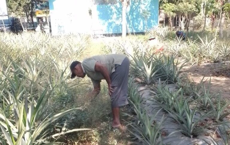 Lewat Bimbingan Pertanian, Pemprov Jatim-UPT PSTW Jember Dorong Kemandirian PM