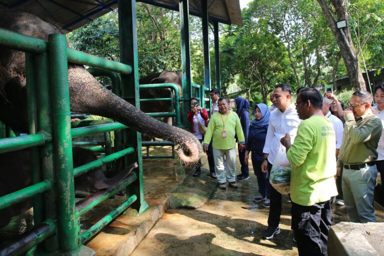 Wali Kota Eri Berikan Nama Rocky Balboa Pada Anak Gajah KBS, Berharap Kuat dan Sehat