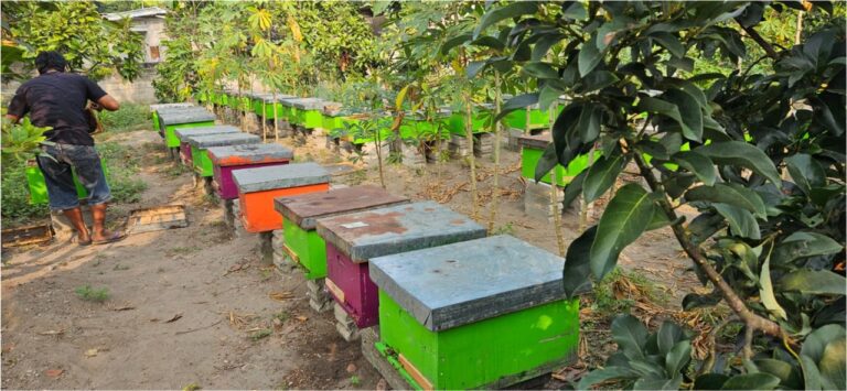 Peternak Lebah Desa Pranggang Kediri Menerima Pelatihan dan Pendampingan Pengelolaan Lebah Madu