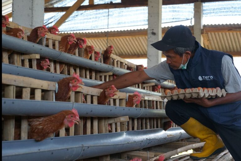 PLN Berdayakan Peternak Ayam Petelur di Kabupaten Malang