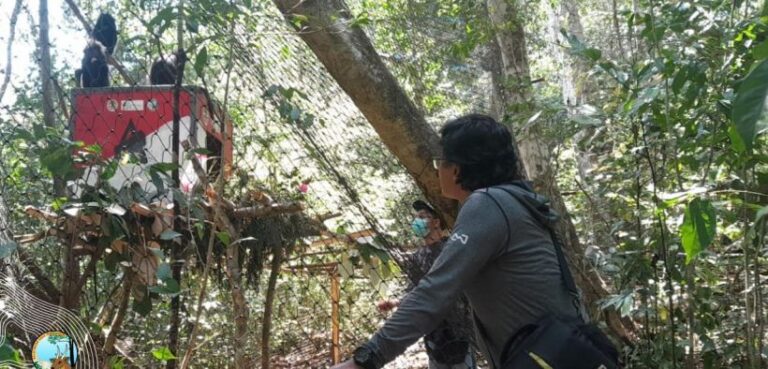 BBKSDA Jatim dan JLC-TAFIP Melepasliarkan 5 Lutung Budeng di Pulau Sempu