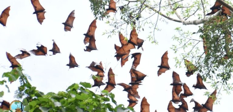 Menyingkap Keajaiban Cagar Alam Manggis Gadungan di Kabupaten Kediri
