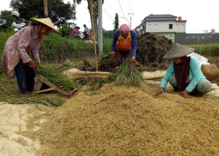 Dukung Penyerapan Beras dan Pemenuhan CBP Tahun 2025, Badan Pangan Nasional Lakukan Penyesuaian Derajat Sosoh Beras Petani