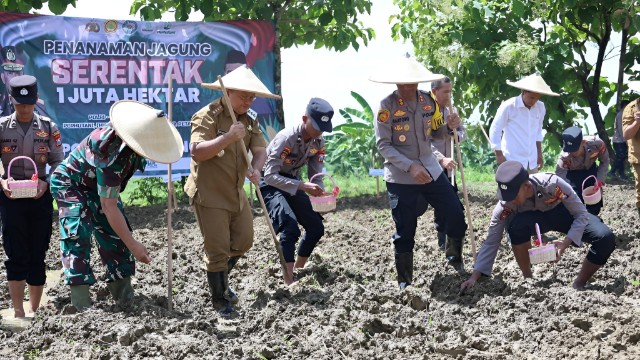 Tingkatkan Ketahanan Pangan, Sampang Optimalkan Lahan Kering untuk Tanam Jagung