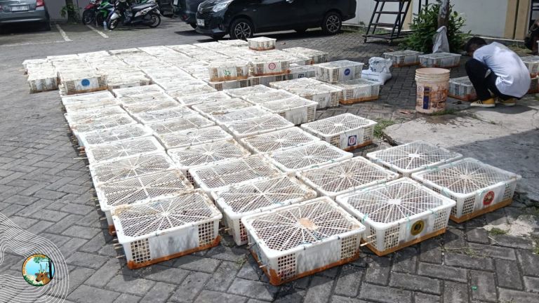 Ribuan Burung Liar Diselamatkan di Banyuwangi