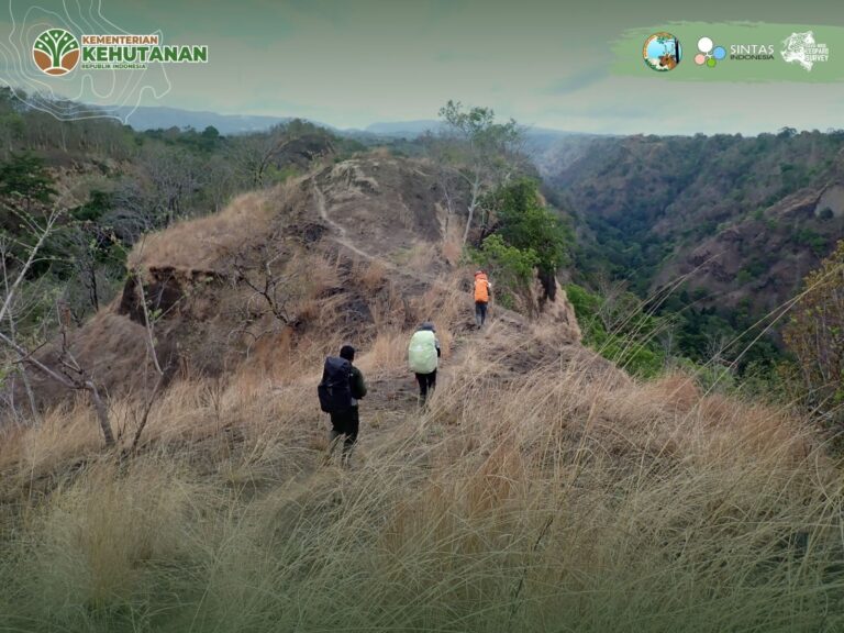 BBKSDA Jatim dan Yayasan SINTAS Lacak Jejak Macan Tutul Jawa di Raung-Ijen