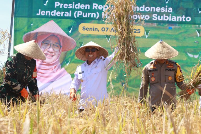 Dukung Program Swasembada Pangan Presiden, Banyuwangi Lakukan Panen Raya Padi Serentak
