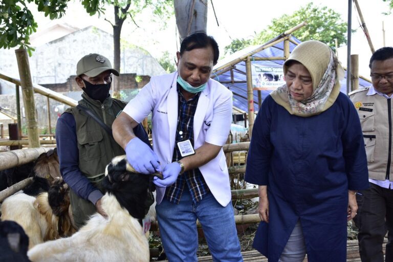 DKPP Surabaya Periksa Ulang Kesehatan Hewan Kurban Meski Miliki Surat Keterangan Sehat Daerah Asal