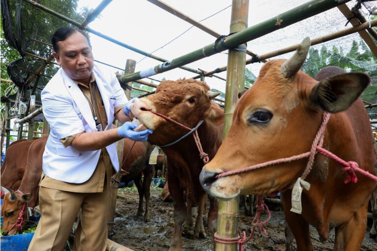 Pemkot Surabaya Intensifkan Pemeriksaan Hewan Kurban Jelang Iduladha 1446 H 