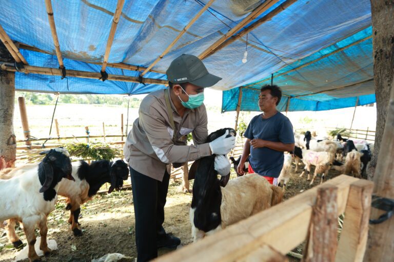Jelang Idul Adha, Tak Ada Temuan Kasus PMK di Banyuwangi