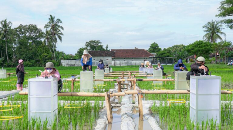 Dibudidaya dengan Teknologi Ramah Lingkungan Banyuwangi Kembangkan Beras Bernutrisi “Biofortifikasi”