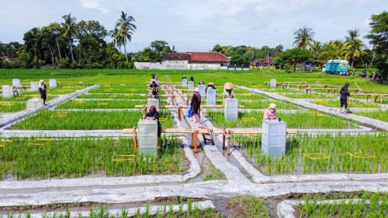 Satu-Satunya di Indonesia, Banyuwangi Kembangkan Ekosistem Industrialisasi Beras Biofortifikasi “Sunwangi”