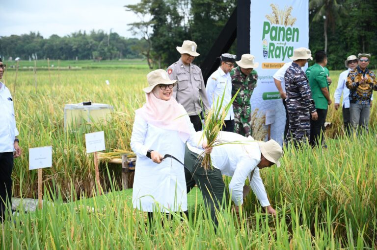 Miliki Gizi Tinggi, Badan Gizi Nasional akan Jadikan Beras Biofortifikasi “Sunwangi” Banyuwangi Menu MBG
