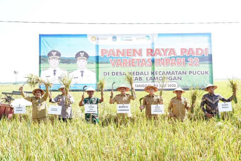 Panen Raya Kedua Harga Gabah di Lamongan Lampaui HPP