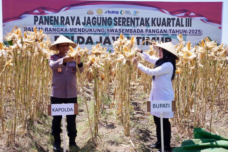 Surplus Pangan Terjaga, Kapolda dan Bupati Ipuk Panen Jagung Serentak di Banyuwangi