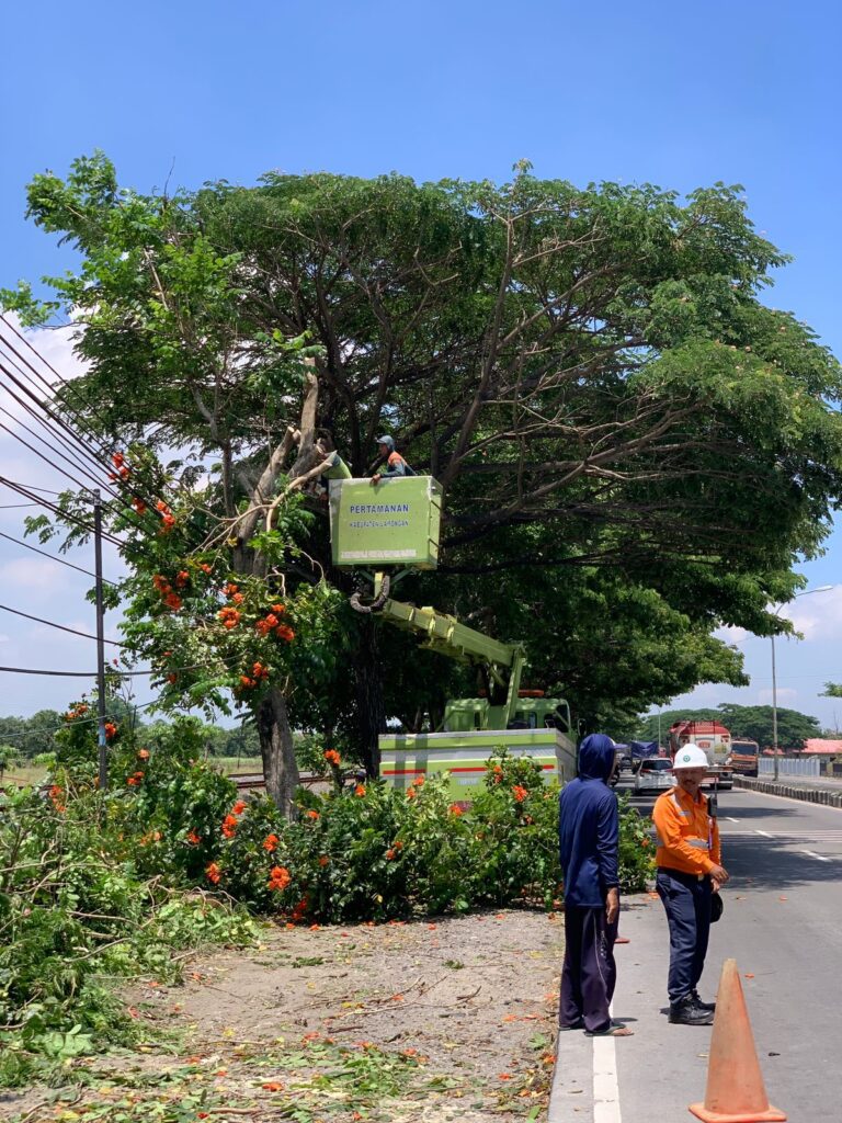 Pemkab Lamongan Rapikan Pohon Rawan Tumbang
