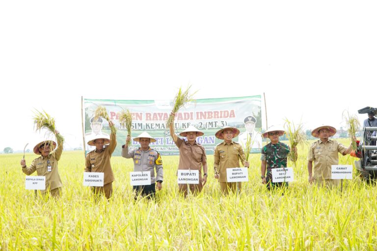 1.700 Hektar Sawah Di Kembangbahu Siap Panen MT III