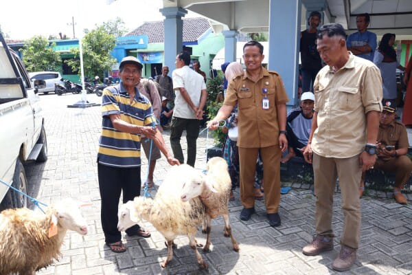 Disnakkan Bojonegoro Gelar Bimtek dan Salurkan Bantuan Domba Kesejahteraan untuk KPM di Padangan dan Ngraho