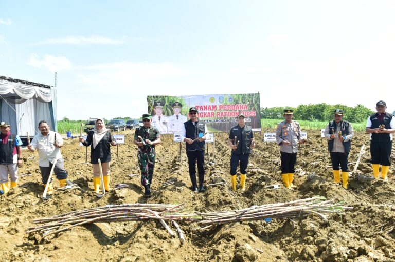 Wujudkan Swasembada Gula Melalui Program Bongkar Ratoon