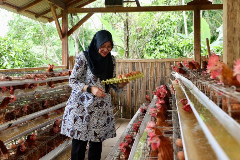 Desa Pakel Banyuwangi Bikin Peternakan Ayam Petelur, Rutin Bagikan Ke Warga Kurang Mampu 