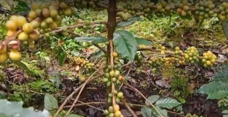Banyuwangi Punya Kopi Langka Jenis Yellow Caturra dan Yellow Bourbon, Tumbuh Subur di Lereng Gunung Raung