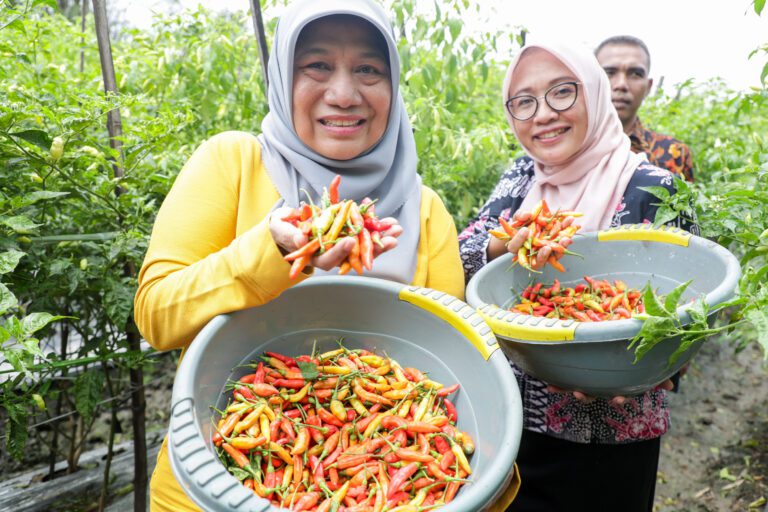 Kendalikan Inflasi Menjelang Ramadan, Pemkot Surabaya Gencarkan Panen Cabe Lokal
