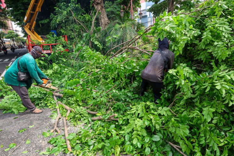 Pemkot Surabaya Siagakan Tujuh Rayon Taman Tangani Pohon Tumbang
