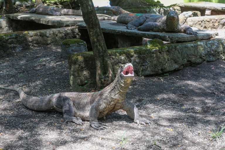 Breeding Satwa Berhasil, Koleksi Komodo Kebun Binatang Surabaya Tembus Lebih dari 50 Ekor