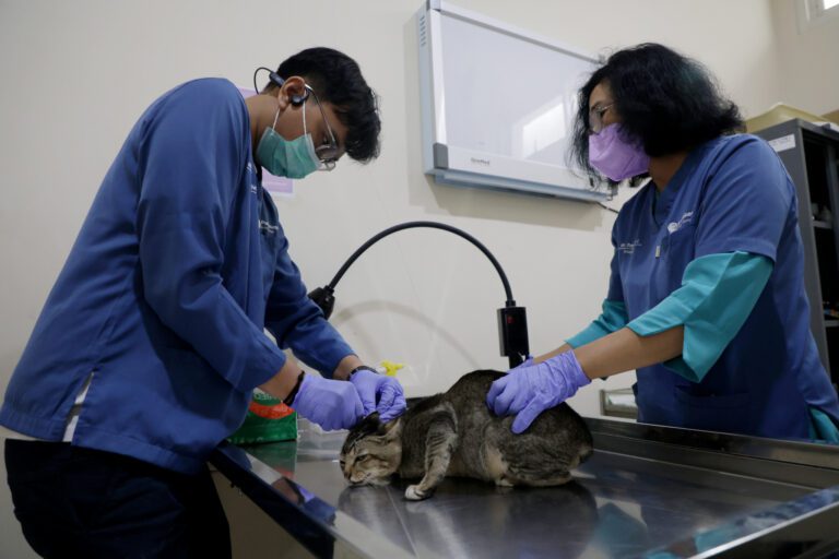 HJKS 2026, Pemkot Surabaya Sterilisasi 100 Kucing Gratis untuk Tekan Populasi Kucing Liar