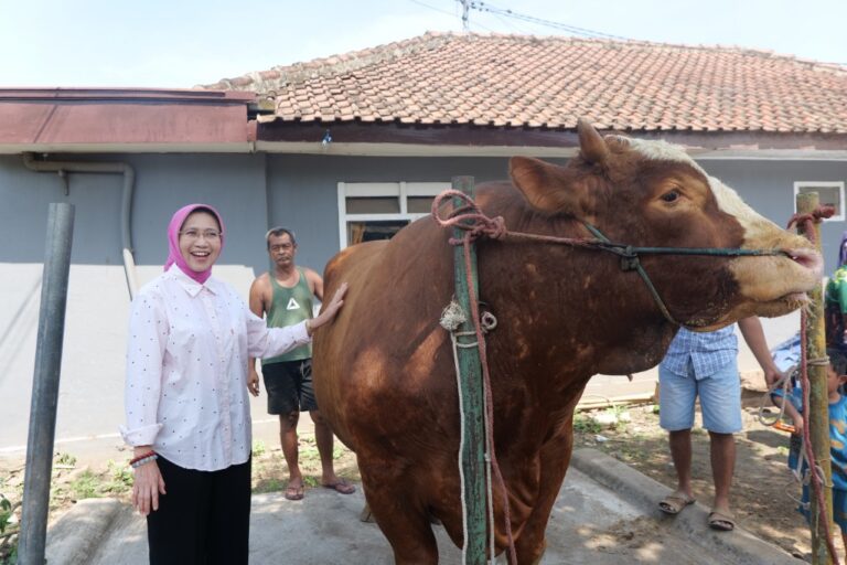 Sapi Kang Jo Terpilih Jadi Hewan Kurban Presiden, Angkat Potensi Peternak Lokal Lumajang