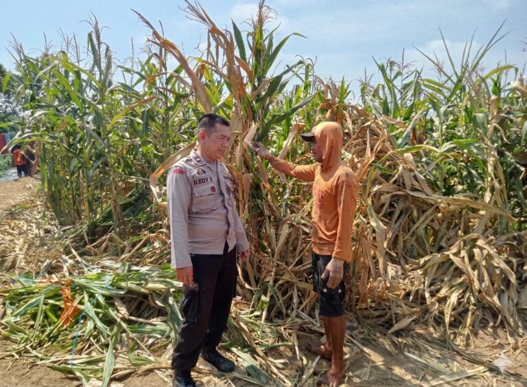 Polsek Winongan Pantau Lahan Jagung di Desa Menyarik Dukung Program Ketahanan Pangan Nasional