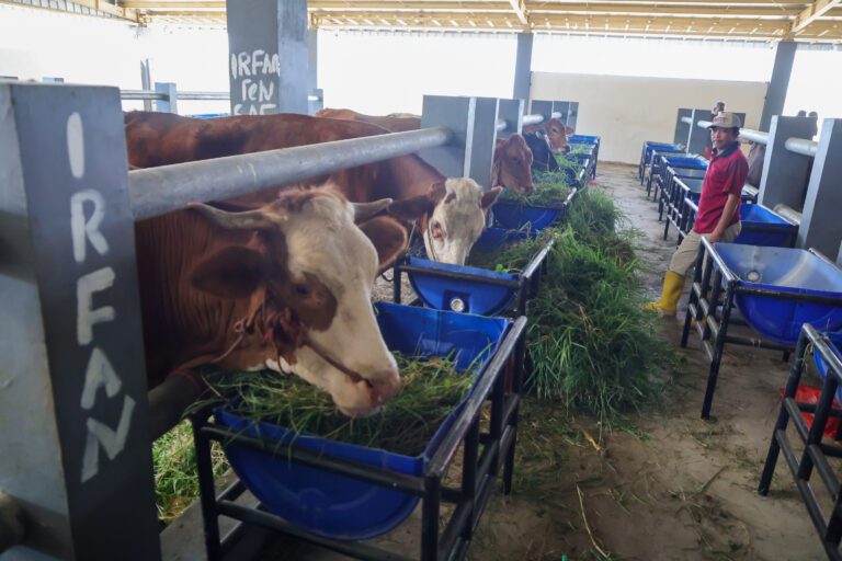 RPH Pegirian Pindah ke Tambak Osowilangun, Pasar Arimbi Tetap Jadi Sentra Daging Terbaik