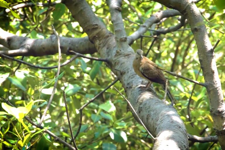 Burung hingga Kucing Bakau Jadi Bukti Ekosistem Kebun Raya Mangrove Surabaya Terjaga