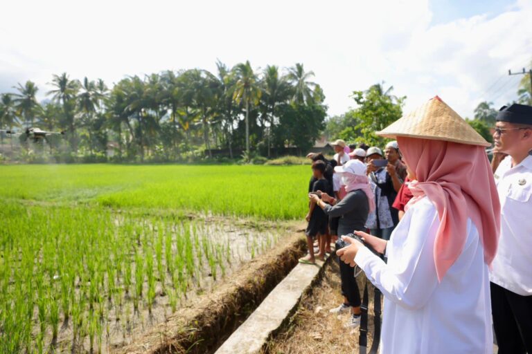 Produksi Beras Banyuwangi Januari Hingga Juni 2026 Surplus 174 Ribu Ton