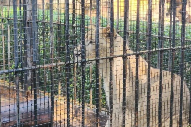 KBS Pastikan Seluruh Satwa Sehat, Perawatan Mengacu Prinsip Animal Welfare