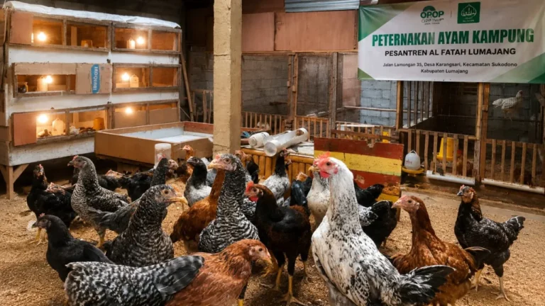 Peternakan Ayam Kampung Andalan Pesantren Al Fatah Bersama OPOP Tembus Ratusan Ekor