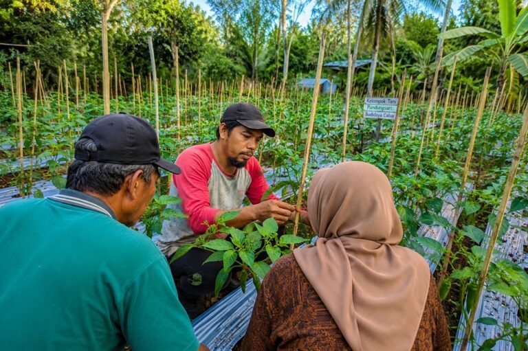 Keteladanan Sekdes Pundungsari Gerakkan Budidaya Cabai untuk Perkuat Ketahanan Pangan Desa