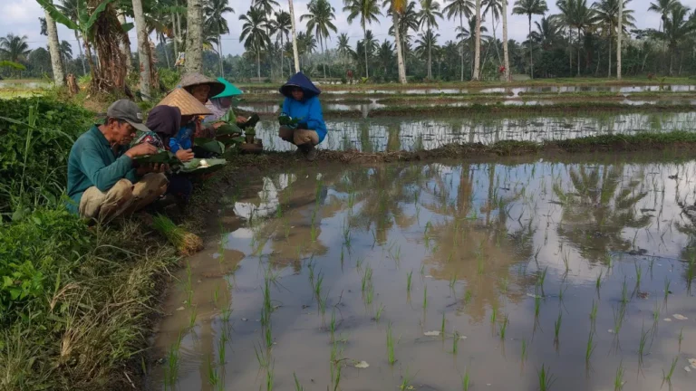 Dampingi Sejak 2011, BI Jatim Optimistis Banyuwangi Kokoh Jadi Sentra Beras Organik