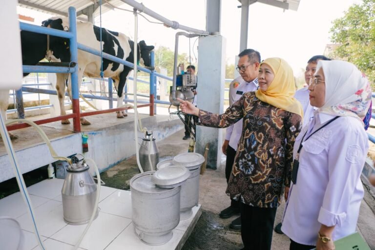 Gubernur Khofifah Tinjau Kandang dan Pembibitan Sapi Perah di UPT Pembibitan Ternak dan Hijauan Makanan Ternak Dinas Peternakan Jatim, Dorong Jadi Penggerak Sapi Perah Jatim