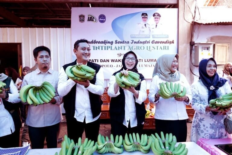Pengembangan Pisang Cavendish Lumajang Andalkan Kemitraan Petani-Perusahaan