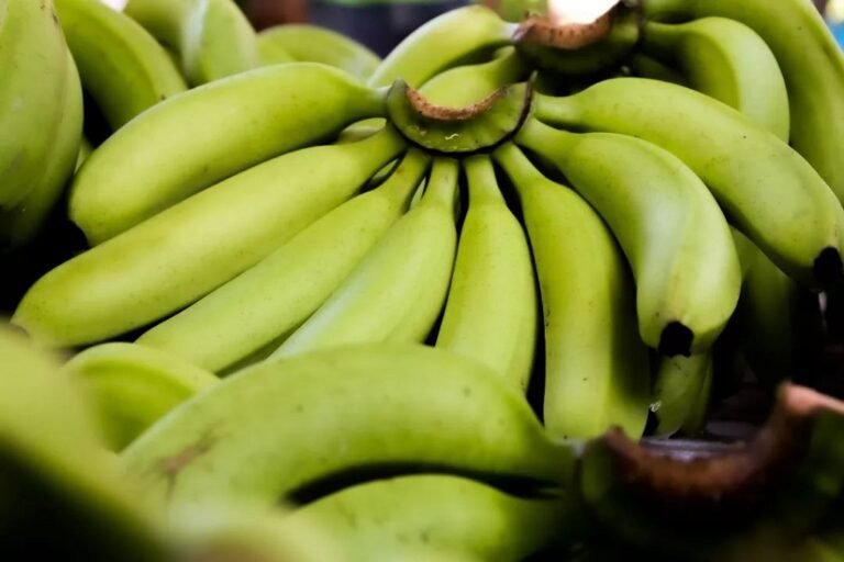 Pisang Cavendish Lumajang Mulai Panen 8–11 Bulan, Produktivitas Jadi Perhatian