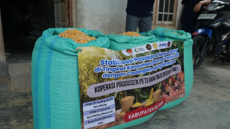 BULOG Perkuat Stabilitas Jagung Nasional, Salurkan Jagung Pakan Rp5.000 per Kg